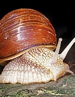 Afbeeldingsresultaten voor Gastéropodes. Grootte: 155 x 200. Bron: www.britannica.com