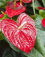 Image result for anthurium. Size: 157 x 200. Source: www.thespruce.com