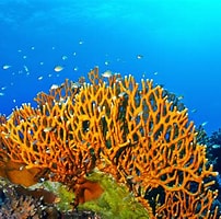 Afbeeldingsresultaten voor fire corals. Grootte: 202 x 200. Bron: www.surfline.com