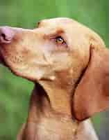 Image result for vizsla. Size: 157 x 200. Source: www.dailypaws.com