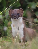 Afbeeldingsresultaten voor stoat animal. Grootte: 155 x 200. Bron: adriandaveywildlifephotography.blogspot.com