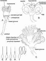 Image result for Hymenodora glacialis Anatomie. Size: 150 x 200. Source: www.researchgate.net