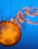 Afbeeldingsresultaten voor Cnidaria. Grootte: 156 x 200. Bron: pxhere.com