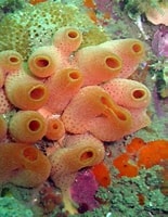 Image result for Ascidiacea. Size: 155 x 200. Source: www.easterncapescubadiving.co.za