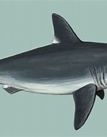 Image result for Lamniformes. Size: 157 x 180. Source: animaldiversity.org