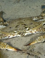 Image result for "Portunus pelagicus". Size: 155 x 200. Source: reeflifesurvey.com