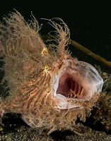 Image result for antennarius striatus. Size: 157 x 200. Source: www.realmonstrosities.com