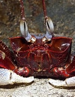 Image result for ocypode ceratophthalmus. Size: 155 x 200. Source: singapore.biodiversity.online