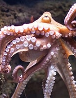 Afbeeldingsresultaten voor common octopus. Grootte: 156 x 200. Bron: scaquarium.org