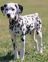 Bilderesultat for dalmatiner. Størrelse: 157 x 200. Kilde: dogbreedersprofiles.blogspot.com