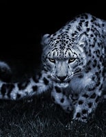 Résultat d’image pour snow leopard. Taille: 155 x 200. Source: wallpapercave.com