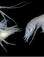 Image result for Amphipoda. Size: 157 x 144. Source: www.inaturalist.org