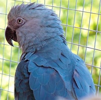 Spix macaw に対する画像結果.サイズ: 202 x 200。ソース: www.singing-wings-aviary.com