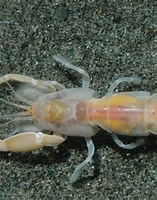 Image result for Malacostraca. Size: 157 x 191. Source: inverts.wallawalla.edu