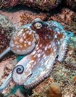 Image result for caribbean reef octopus. Size: 157 x 200. Source: octonation.com