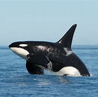 Image result for Orka. Size: 202 x 200. Source: wallpapersqq.net