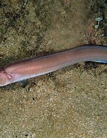 Afbeeldingsresultaten voor Ophidiiformes. Grootte: 155 x 200. Bron: armandoeog.blogspot.com