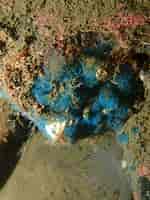 Afbeeldingsresultaten voor "hymedesmia Pilata". Grootte: 150 x 200. Bron: www.flickr.com