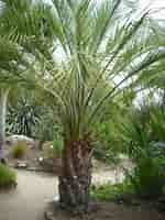 Image result for Butia capitata. Size: 150 x 200. Source: www.lestaxinomes.org