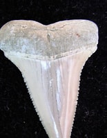 Image result for carcharodon hubbelli. Size: 155 x 200. Source: www.thefossilforum.com