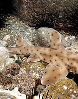 Afbeeldingsresultaten voor "heterodontus mexicanus". Grootte: 157 x 200. Bron: www.oceanlight.com