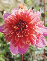 Image result for dahlia anemone. Size: 155 x 200. Source: www.tesselaar.net.au