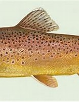 Afbeeldingsresultaten voor trutta trout. Grootte: 156 x 131. Bron: en.wikipedia.org