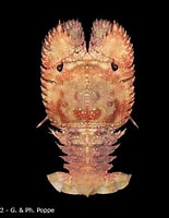 Image result for parribacus japonicus. Size: 155 x 200. Source: crustaceology.com