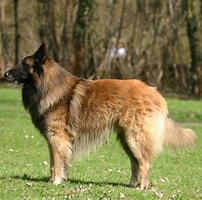 Image result for Belgischer Schäferhund. Size: 202 x 200. Source: www.pets4homes.co.uk