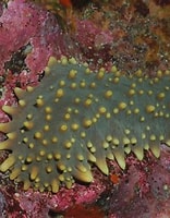 Afbeeldingsresultaten voor isostichopus fuscus. Grootte: 156 x 200. Bron: reeflifesurvey.com