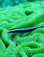 Image result for elacatinus evelynae. Size: 155 x 169. Source: www.aquaportail.com