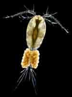 Image result for "lucicutia Grandis". Size: 150 x 200. Source: plankton.image.coocan.jp