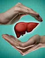 Image result for Liver. Size: 157 x 200. Source: www.agmg.com