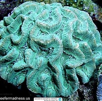 Image result for "oulophyllia". Size: 202 x 200. Source: www.reeflex.net
