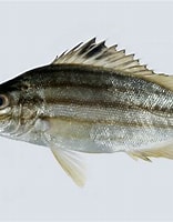 Image result for "Pelates quadrilineatus". Size: 156 x 200. Source: fishesofaustralia.net.au