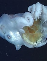 Image result for "Haliphron atlanticus". Size: 155 x 198. Source: awesomeocean.com