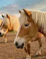 Image result for Haflinger. Size: 156 x 200. Source: ihearthorses.com