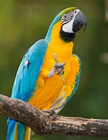 macaw に対する画像結果.サイズ: 155 x 200。ソース: birdeden.com
