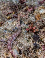 Afbeeldingsresultaten voor corythoichthys schultzi. Grootte: 156 x 200. Bron: seaunseen.com