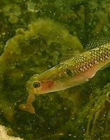 Image result for "Gobiusculus flavescens". Size: 157 x 187. Source: www.youtube.com
