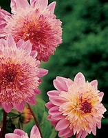 Image result for dahlia anemone. Size: 157 x 200. Source: www.mzbulb.com