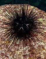 Image result for diadema antillarum. Size: 156 x 200. Source: en.wikipedia.org