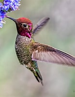 Image result for Anna's hummingbird. Size: 155 x 200. Source: fineartamerica.com