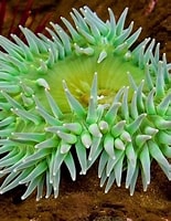 Résultat d’image pour cnidaria wikipedia. Taille: 155 x 200. Source: invertebrateproject.blogspot.com