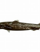 Image result for etmopterus pusillus. Size: 155 x 199. Source: fishesofaustralia.net.au