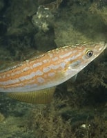 Image result for Actinopterygii. Size: 155 x 200. Source: www.seawater.no
