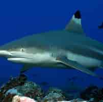 black tip sharks info 的图像结果.大小：202 x 200。 资料来源：bransonswildworld.com