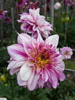 Image result for Dahlia Anemone Flower. Size: 150 x 200. Source: www.pinterest.nz