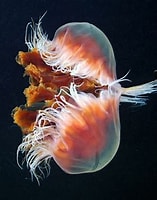 Image result for "scyphozoa". Size: 157 x 200. Source: coldwater.science