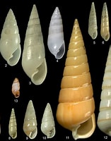 Image result for pyramidellidae. Size: 157 x 200. Source: seashellsofnsw.org.au